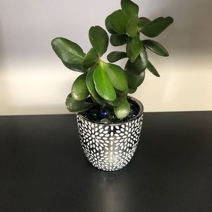 Meet your Posher, Gladys